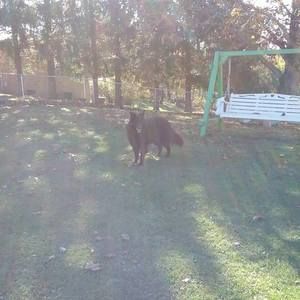 Meet your Posher, Frank